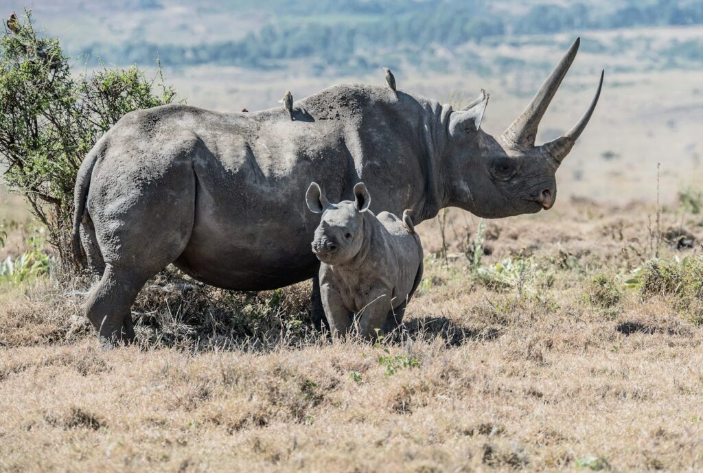 A rhinoceros mother and calf at Lewa Wildlife Conservancy in Kenya